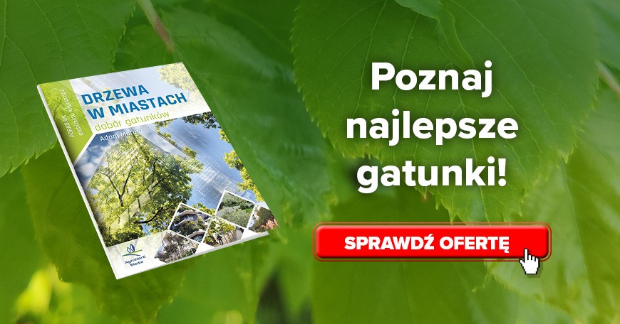Drzewa w miastach
